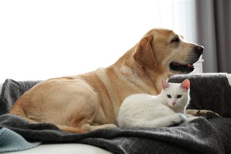 Dogs and cats forever - 